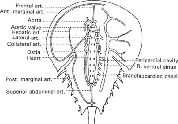 cir